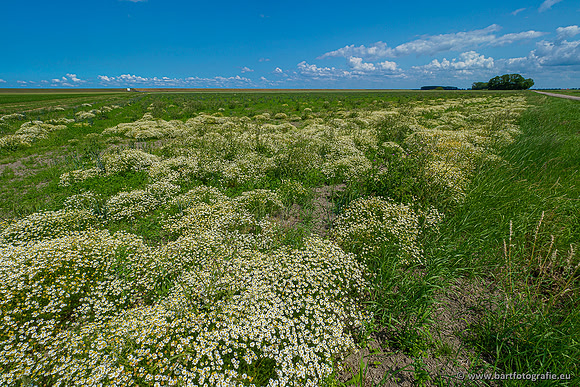 Westerlee 220620 Bart Fotografie-034
