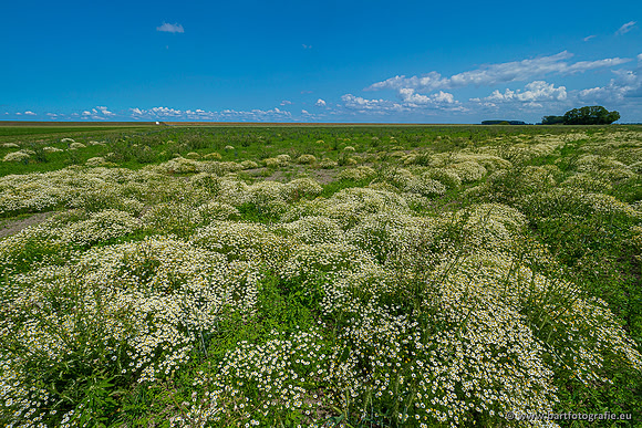 Westerlee 220620 Bart Fotografie-035