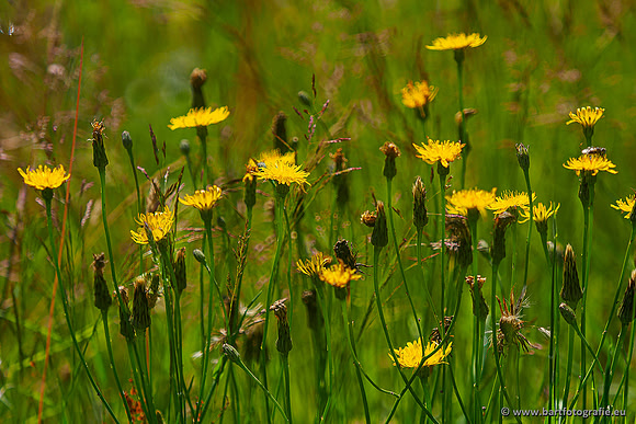 Westerlee 220620 Bart Fotografie-039