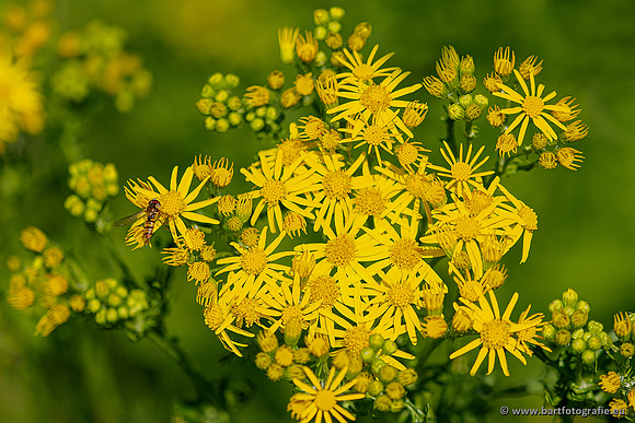Westerlee 220620 Bart Fotografie-040