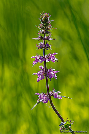 Westerlee 220620 Bart Fotografie-042