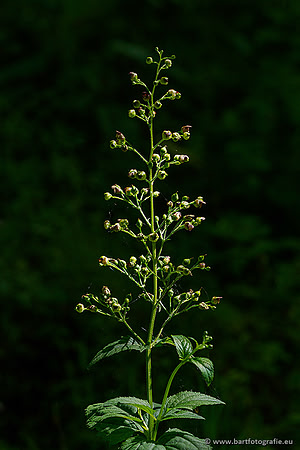 Westerlee 220620 Bart Fotografie-043