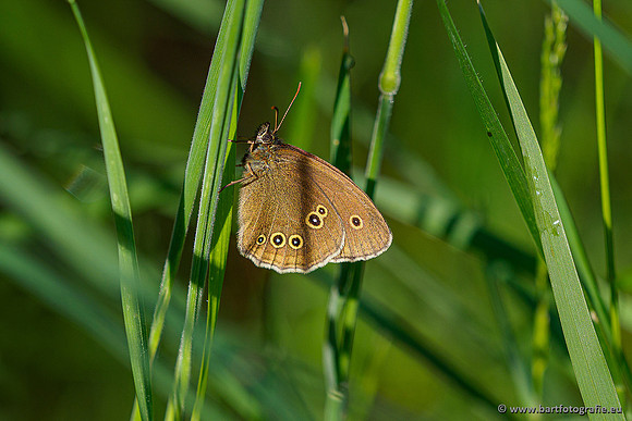 Westerlee 220620 Bart Fotografie-047