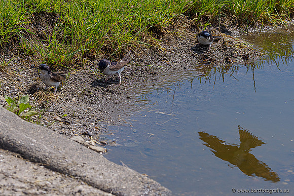Westerlee 220620 Bart Fotografie-058