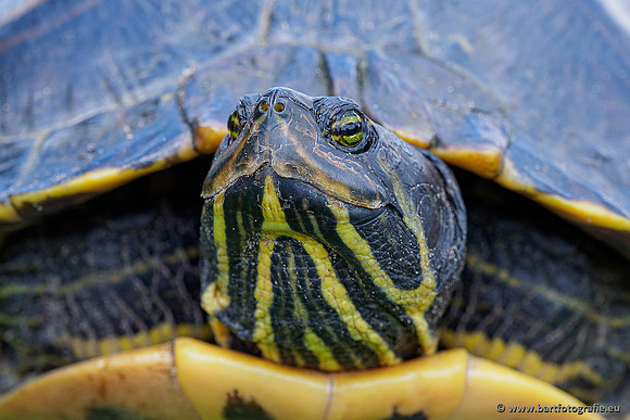 Westerlee 220620 Bart Fotografie-066