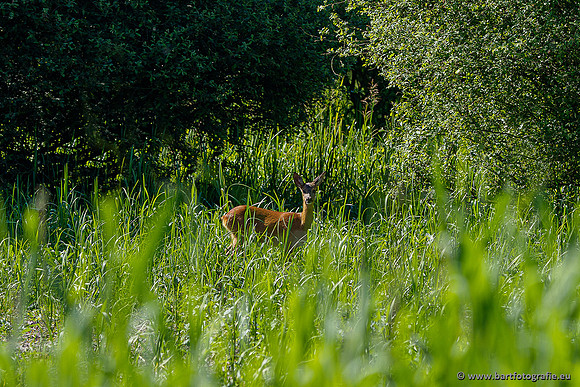 Westerlee 220620 Bart Fotografie-067