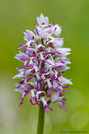 Aapjesorchis, Orchis simia, Lesbos, Bart Fotografie-002