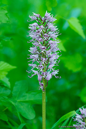 Aapjesorchis, Orchis simia, Nederland, Bart Fotografie-003