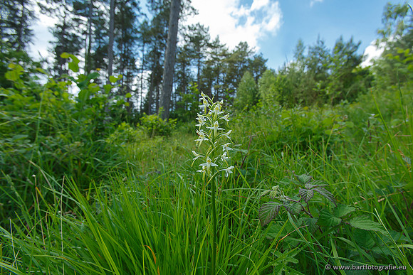 Bergnachtorchis, Platanthera chlorantha, Frankrijk, Bart Fotografie-001