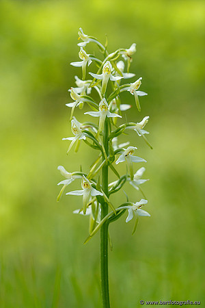 Bergnachtorchis, Platanthera chlorantha, Frankrijk, Bart Fotografie-002