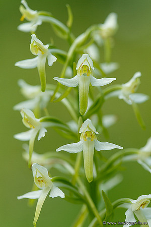 Bergnachtorchis, Platanthera chlorantha, Frankrijk, Bart Fotografie-003