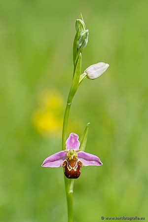 Bijenorchis, Ophrys apifera, Frankrijk, Nederland, België, Bart Fotografie-002