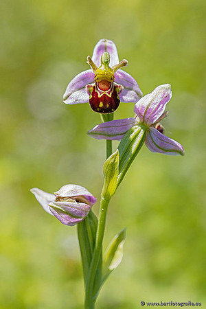 Bijenorchis, Ophrys apifera, Frankrijk, Nederland, België, Bart Fotografie-004