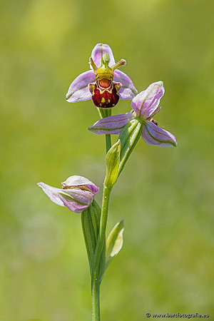 Bijenorchis, Ophrys apifera, Frankrijk, Nederland, België, Bart Fotografie-003