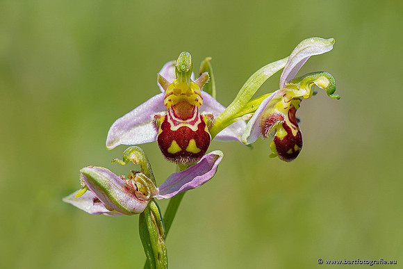 Bijenorchis, Ophrys apifera, Frankrijk, Nederland, België, Bart Fotografie-005