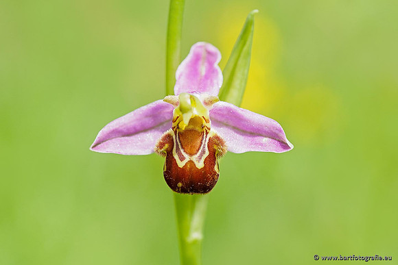 Bijenorchis, Ophrys apifera, Frankrijk, Nederland, België, Bart Fotografie-008