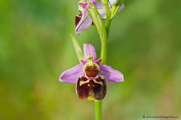 Bijenorchis, Ophrys apifera, Frankrijk, Nederland, België, Bart Fotografie-007