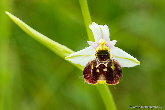 Bijenorchis, Ophrys apifera, Frankrijk, Nederland, België, Bart Fotografie-009