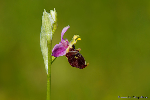 Bijenorchis, Ophrys apifera, Frankrijk, Nederland, België, Bart Fotografie-010