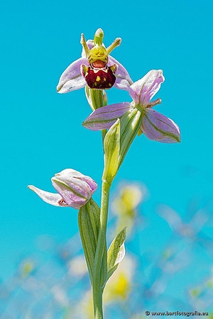 Bijenorchis, Ophrys apifera, Frankrijk, Nederland, België, Bart Fotografie-011