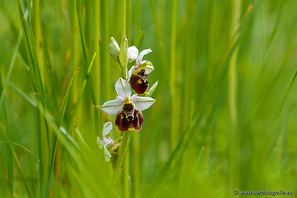 Bijenorchis, Ophrys apifera, Frankrijk, Nederland, België, Bart Fotografie-012