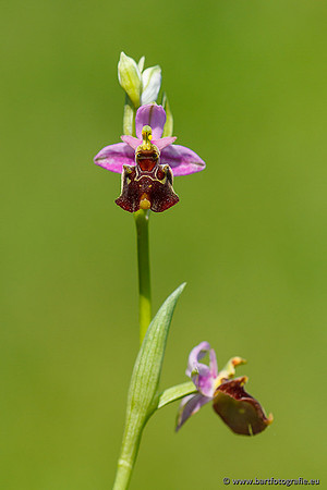 Bijenorchis, Ophrys apifera, Frankrijk, Nederland, België, Bart Fotografie-013