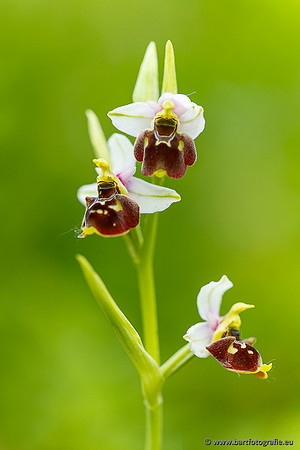 Bijenorchis, Ophrys apifera, Frankrijk, Nederland, België, Bart Fotografie-015