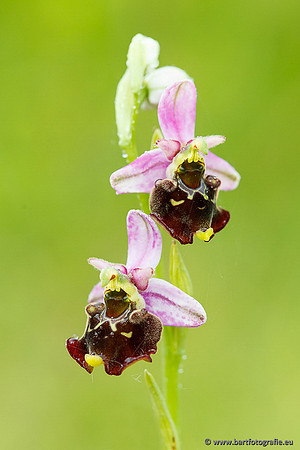 Bijenorchis, Ophrys apifera, Frankrijk, Nederland, België, Bart Fotografie-016