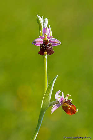 Bijenorchis, Ophrys apifera, Frankrijk, Nederland, België, Bart Fotografie-014