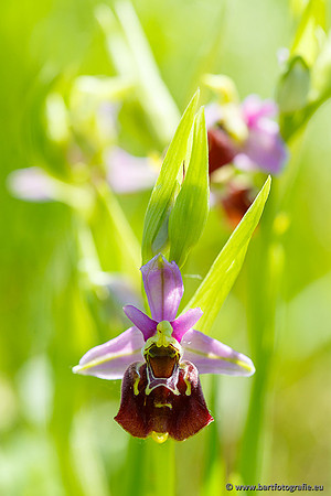 Bijenorchis, Ophrys apifera, Frankrijk, Nederland, België, Bart Fotografie-017
