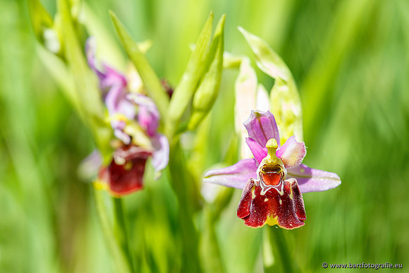 Bijenorchis, Ophrys apifera, Frankrijk, Nederland, België, Bart Fotografie-018
