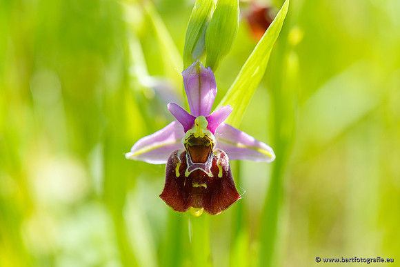 Bijenorchis, Ophrys apifera, Frankrijk, Nederland, België, Bart Fotografie-019