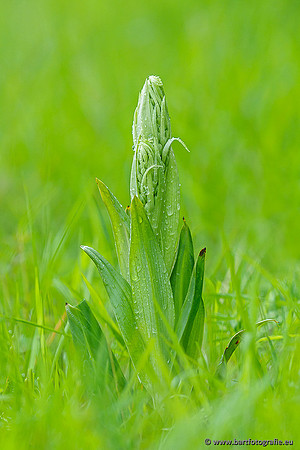 Bokkenorchis, Himantoglossum hircinum, België, Bart Fotografie-002