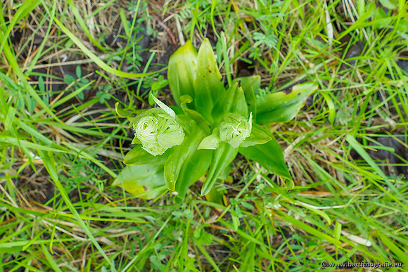 Bokkenorchis, Himantoglossum hircinum, België, Bart Fotografie-003