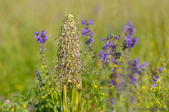 Bokkenorchis, Himantoglossum hircinum, Frankrijk, Bart Fotografie-004