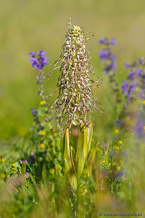 Bokkenorchis, Himantoglossum hircinum, Frankrijk, Bart Fotografie-005
