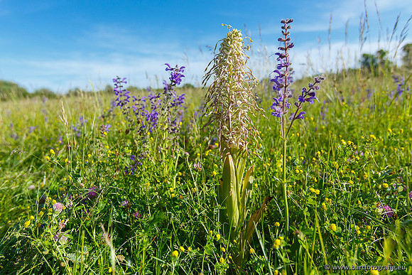 Bokkenorchis, Himantoglossum hircinum, Frankrijk, Bart Fotografie-007