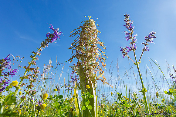 Bokkenorchis, Himantoglossum hircinum, Frankrijk, Bart Fotografie-009