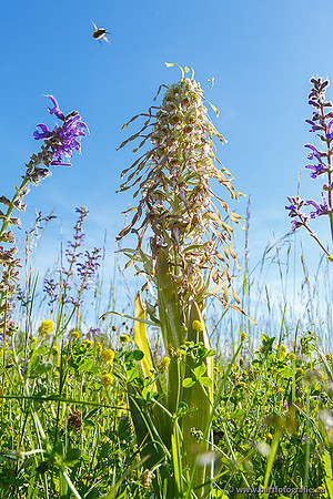 Bokkenorchis, Himantoglossum hircinum, Frankrijk, Bart Fotografie-010
