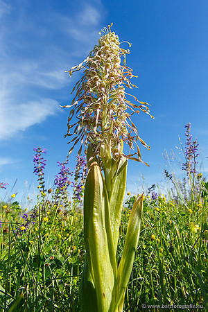 Bokkenorchis, Himantoglossum hircinum, Frankrijk, Bart Fotografie-011