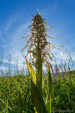 Bokkenorchis, Himantoglossum hircinum, Frankrijk, Bart Fotografie-013