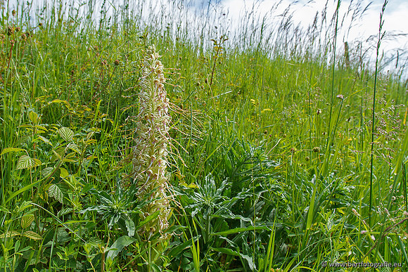 Bokkenorchis, Himantoglossum hircinum, Frankrijk, Bart Fotografie-014