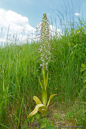 Bokkenorchis, Himantoglossum hircinum, Frankrijk, Bart Fotografie-015