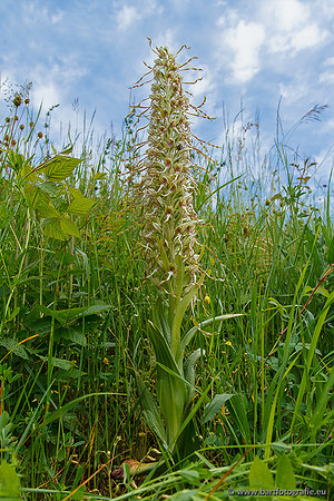 Bokkenorchis, Himantoglossum hircinum, Frankrijk, Bart Fotografie-016