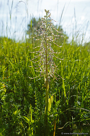 Bokkenorchis, Himantoglossum hircinum, Frankrijk, Bart Fotografie-017