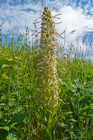 Bokkenorchis, Himantoglossum hircinum, Frankrijk, Bart Fotografie-018