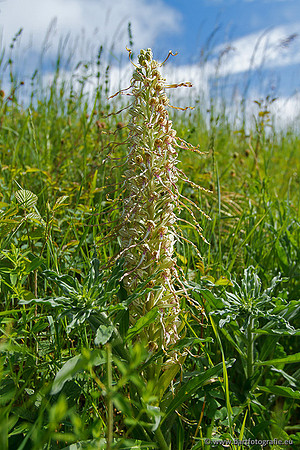 Bokkenorchis, Himantoglossum hircinum, Frankrijk, Bart Fotografie-019