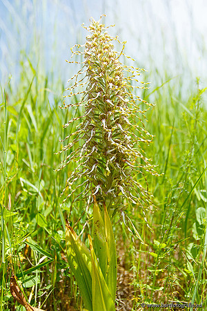 Bokkenorchis, Himantoglossum hircinum, Frankrijk, Bart Fotografie-020