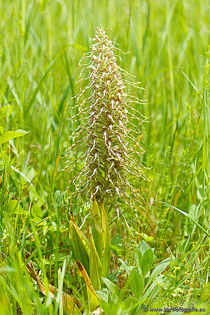 Bokkenorchis, Himantoglossum hircinum, Frankrijk, Bart Fotografie-021