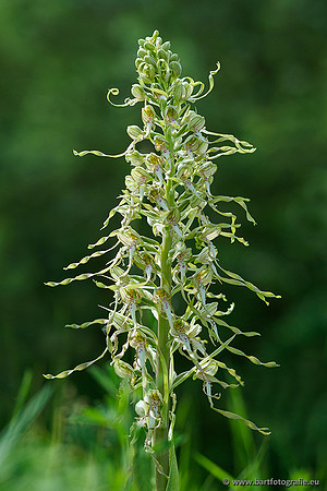 Bokkenorchis, Himantoglossum hircinum, Frankrijk, Bart Fotografie-022